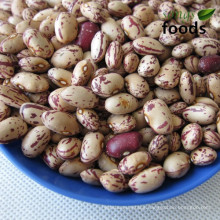 Pinto beans Pulse beans Light Speckled Kidney Beans